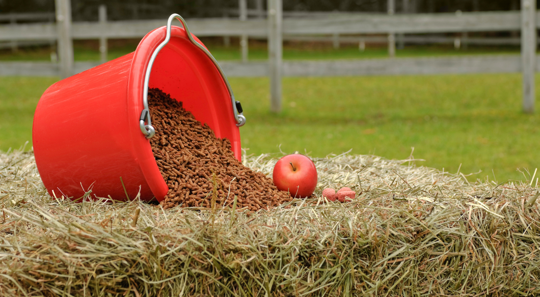 The Essential Role of Minerals in Your Horse's Diet