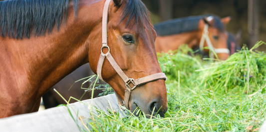 Horse Nutrition: Understanding the Basics