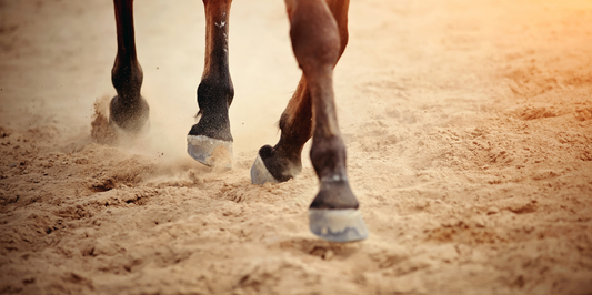 How to Keep Your Horse's Hooves Healthy and Strong