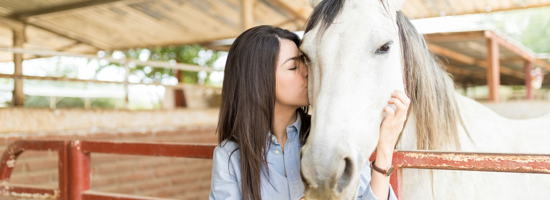Basic Horse Care