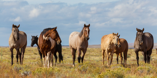 The History And Evolution Of Different Horse Breeds
